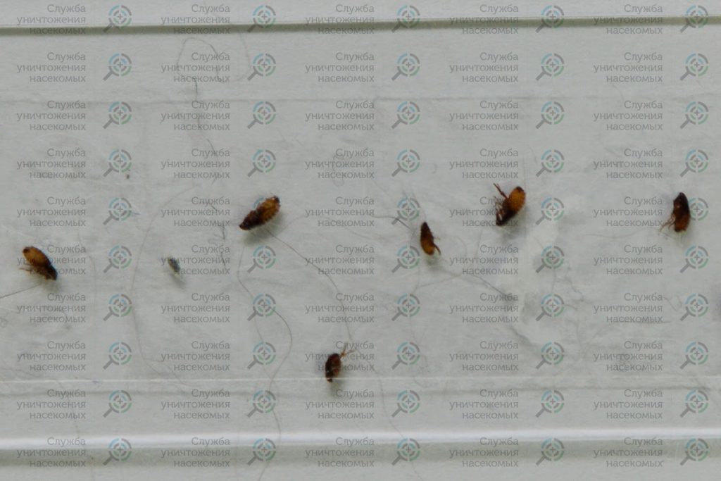 Квартирные блохи - как от них избавиться?