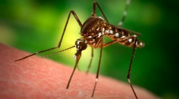 Укус комара лечение в домашних условиях