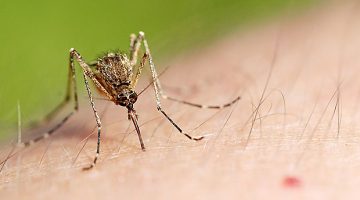 Укус комара лечение в домашних условиях