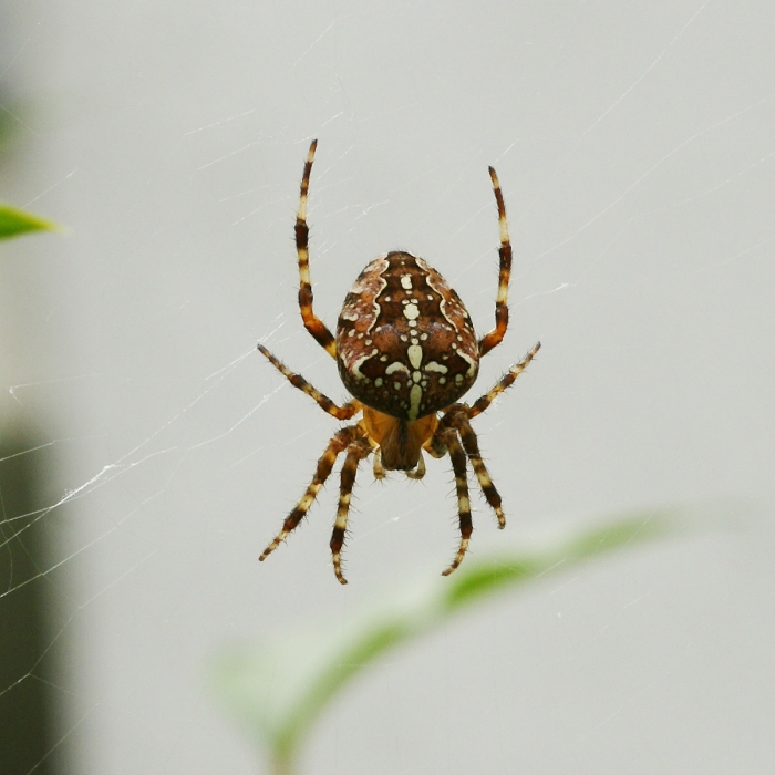 Опасен ли укус паука-крестовика