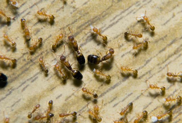 Фараоновые муравьи в квартире методы борьбы