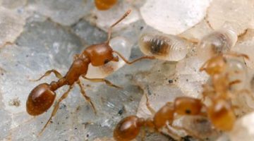 Вред и польза муравьев в доме