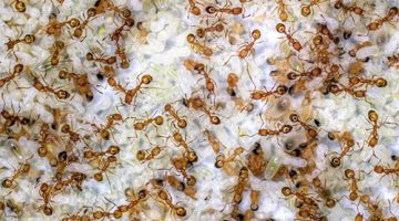 Вред и польза муравьев в доме